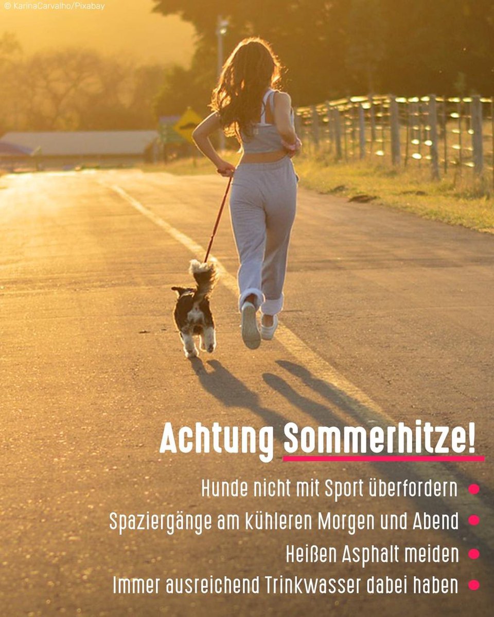 Bitte achtet in den nächsten Tagen auch auf eure Tiere.

Meidet heißen Asphalt (Hand zur Probe selbst vorher auflegen), Hundepfoten können leicht verbrennen.

Sonnenbrand vorbeugen: Hunde auf unbehaarten Stellen, z. B. auf dem Nasenrücken mit geeigneter Sonnencreme eincremen.

👇