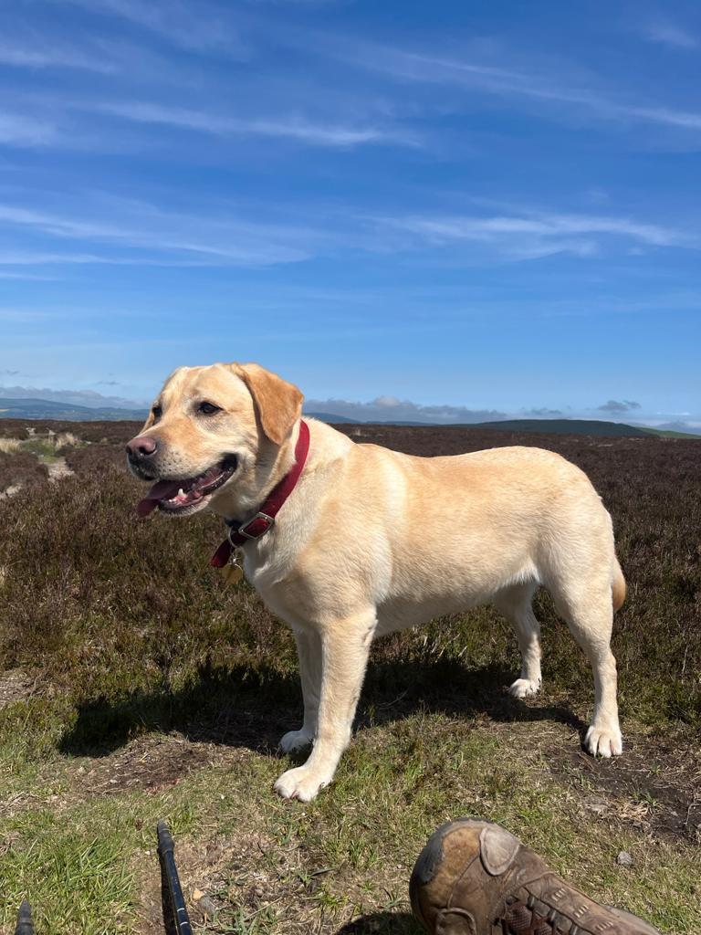 RanelaghLife's tweet image. Beautiful and beloved Butter went wandering this afternoon from Belgrave Square. Please keep an eye or two out. Here is the handsome labrador in sunnier times. RT appreciated as always. 🙏