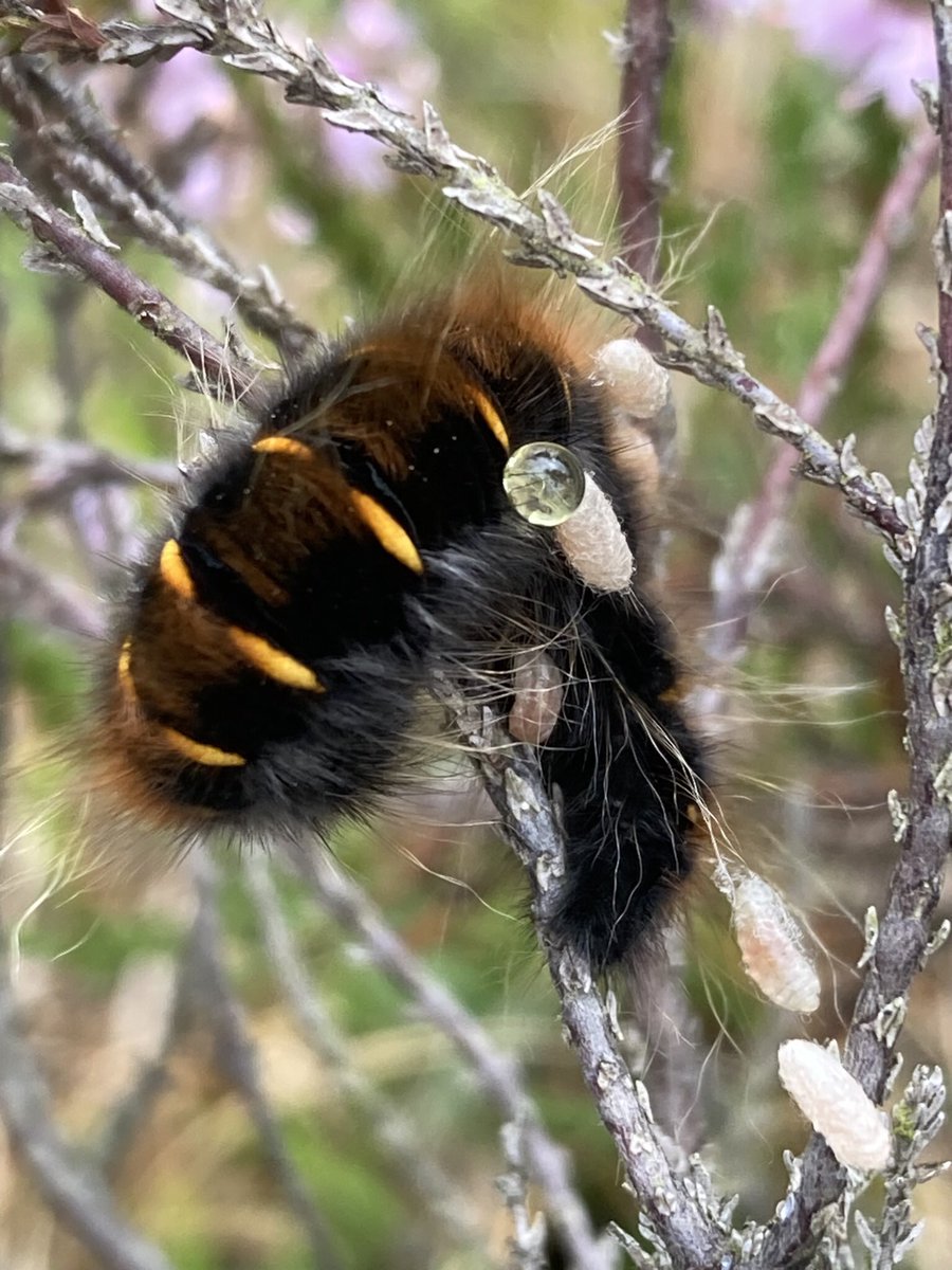 Apologies for phone pic quality but any ideas on the larvae attached to this Fox Moth Caterpillar in the New Forest. No sign of distress?