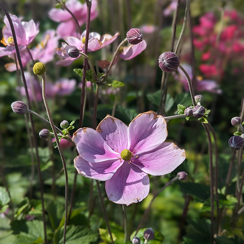 These Anemones at #SulgraveManor are absolutely beautiful at the moment &amp; can be found throughout the site. Do you have any in your gardens? We would love for you to share your pictures with us! Look out for our picture tomorrow #SulgraveManorGarden #Flowers #Summer