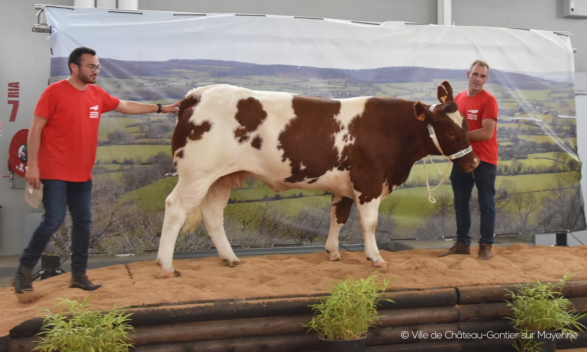 chateau_gontier's tweet image. Dans le cadre des Fêtes de la St-Fiacre, la Ville a le plaisir de renouer avec le concours national #bovin #Rougedesprés
Aujourd'hui + de 25 sections en compétition
La suite ce samedi de 9h à 12h30 et dimanche matin à la halle polyvalente de l'Espace St Fiacre 
#élevage
#terroir