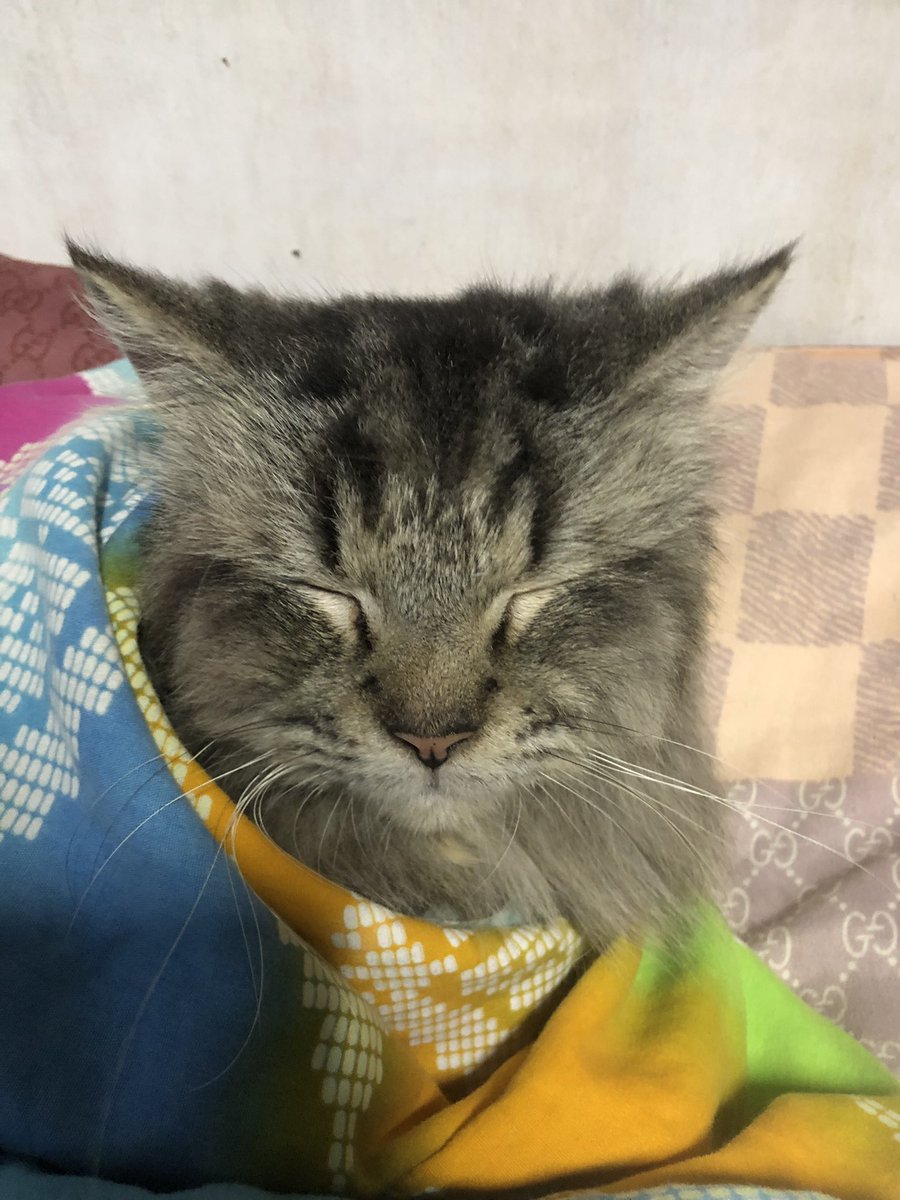 btslyricistt's tweet photo. please take time to read.

i am knocking again on your kind hearts. any help will do.  my cat is having a diarrhea, vomiting, polyuria (excessive urination) and loss of appetite for the past few days. i’m still a student and can’t afford his meds 😭 RETWEET to spread 🙏🏻 https://t.co/MikaMcUfI9