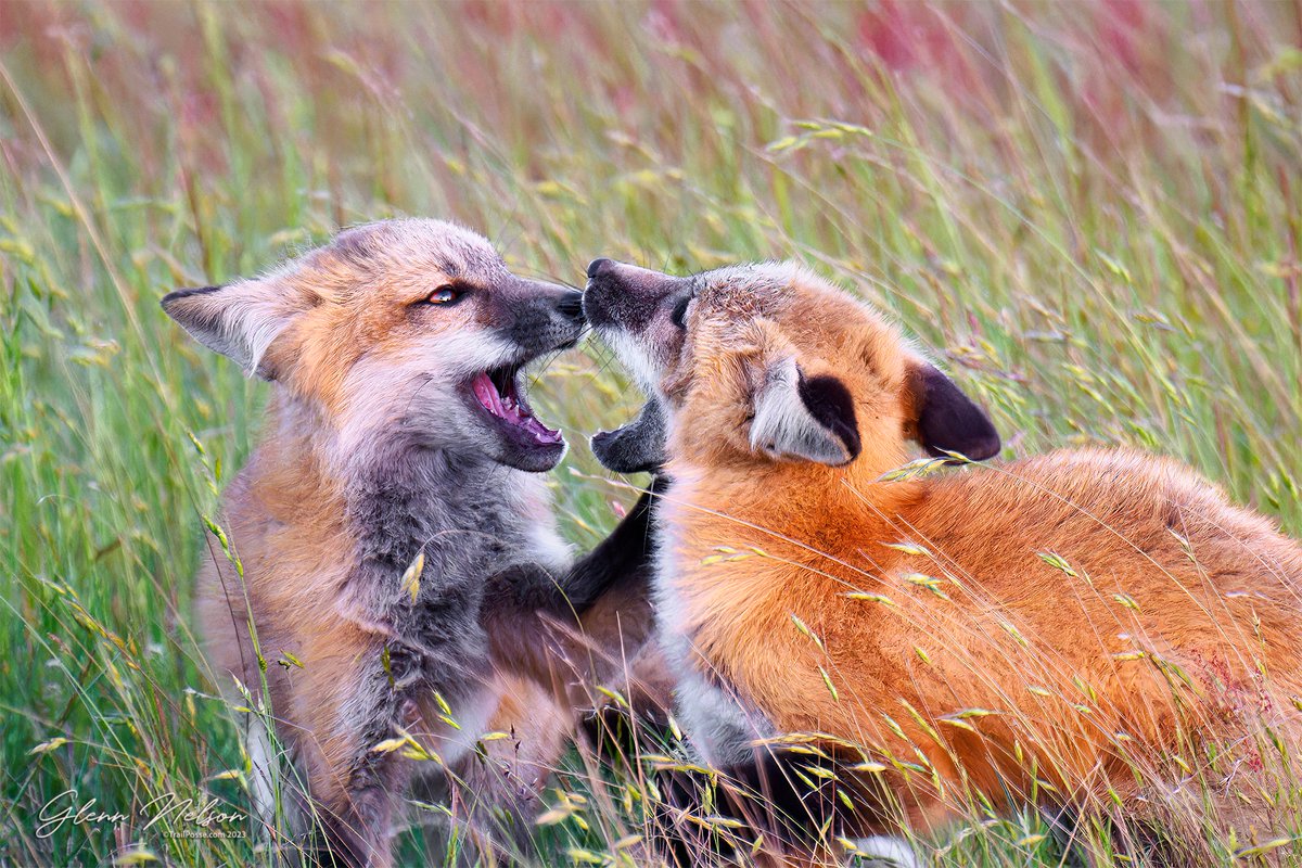 Playtime for #foxyFriday 🦊! I will be at @RefugeOutdoor. Will you? #letsmeetoutside!

#nikonphotography #wildlifephotography #outdoorsforall #diversifyoutdoors #nanpapix #nikonnofilter

📷: #NikonZ9, Nikkor Z 800 f/6.3, hand held
800mm | 1/640 | f/6.3