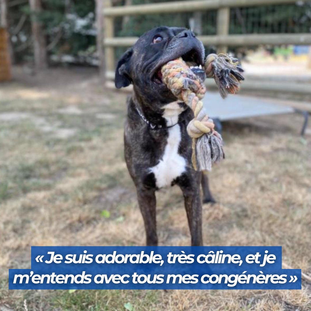 FBB_Officiel's tweet image. #SOSAdoption, Kaya, 6 ans ! 
Je suis Kaya, 6 ans, mon papa est parti en Ehpad.
C’est le cœur lourd de chagrin que j’ai été confié à la Fondation. Je suis une petite chienne en détresse d’affection, je suis perdu. Je suis adorable, très câline, et je m’entends avec tous mes…