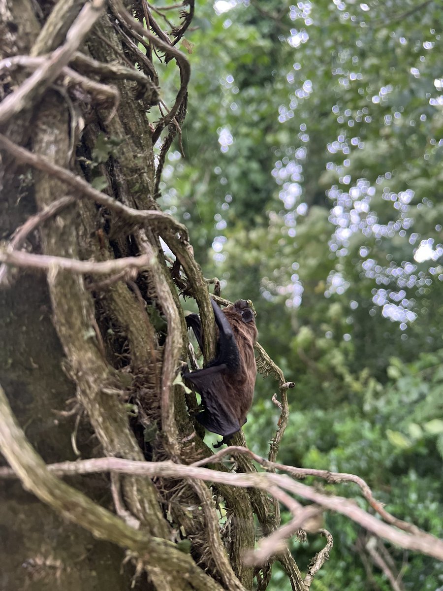 BatAuthority's tweet image. A rising star?😉

This Leisler’s bat was found today in a vacant house, during Hope Street location scouting! 
Real time drama; definitely a little life saved 👏 
Wanted to be an extra 🤣!
#madeinNI @NIScreen #bafta #hopestreet #lovebats #bats #risingstar #portdevine @ExtrasNi