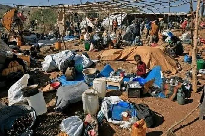 MuluGeb1's tweet photo. 📌The barbarian's Amhara Fano have scourge of the people of West Tigray are again committing severe evictions, beatings, torture and killings in a new form.
#AmharaOutOfTigray #WesternTigray @UN @POTUS @amnesty @hrw @UN_HRC @UNHumanRights @EUCouncil @MikeHammerUSA @JosepBorrellF https://t.co/o2PgieYsaR