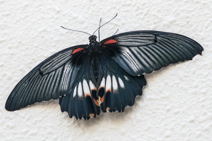 ナガサキアゲハをみたぞ 