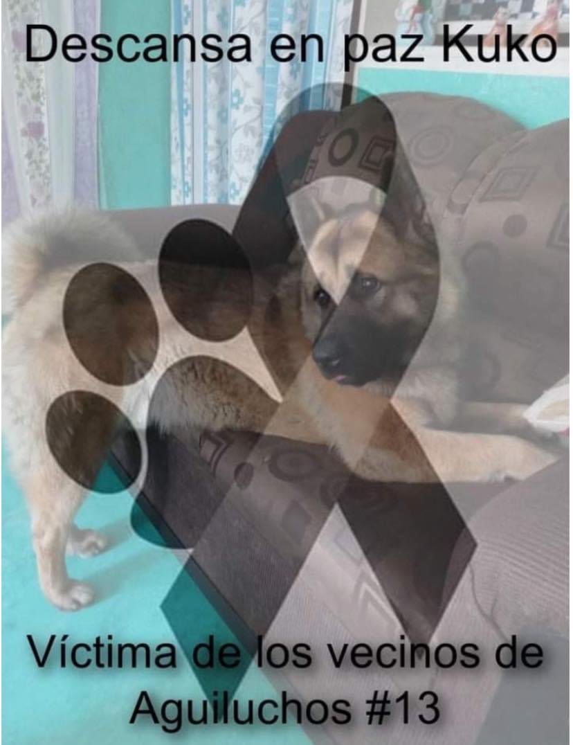 FerCruzReporter's tweet photo. ‼️#KUKO ERA PERRO GUÍA DE UN ABUELITO CON DISCAPACIDAD VISUAL Y AUDITIVA‼️

FUERON MÁS DE 10 VECINOS DE AGUILUCHOS 3, LOS QUE ASESINARON A GOLPES AL PERRITO QUE ENTRÓ AL FRACCIONAMIENTO A JUGAR. KUKO TAMBIÉN PADECIA UN SÍNDROME. https://t.co/insaNGHtDa