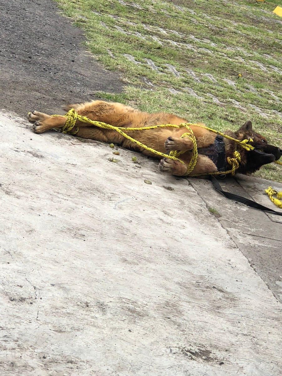 FerCruzReporter's tweet photo. ‼️#KUKO ERA PERRO GUÍA DE UN ABUELITO CON DISCAPACIDAD VISUAL Y AUDITIVA‼️

FUERON MÁS DE 10 VECINOS DE AGUILUCHOS 3, LOS QUE ASESINARON A GOLPES AL PERRITO QUE ENTRÓ AL FRACCIONAMIENTO A JUGAR. KUKO TAMBIÉN PADECIA UN SÍNDROME. https://t.co/insaNGHtDa
