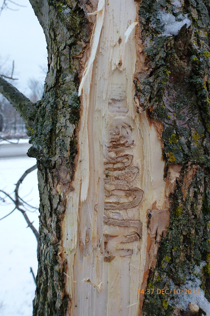 We've confirmed emerald ash borer in <a href="/McLeodCountyMN/">McLeod County</a> for the first time, east of Hutchinson. An emergency quarantine limiting firewood movement is now in place. Virtual info session on 9/12/23. #MNAg #EAB

ℹ️ mda.state.mn.us/emerald-ash-bo…

Report a Pest ➡️ mda.state.mn.us/reportapest