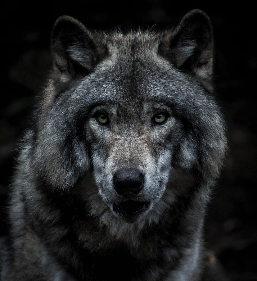 The bloodlust of modern-day hunters is a disaster for the planet. Despite the noble claims, there’s no justification for hunting as entertainment.
#BanHunting
#BanTrophyHunting 
#BanTrapping 
#ProtectWolves 
#StandForWolves 
#StopAnimalCruelty 
#SaveWildlife