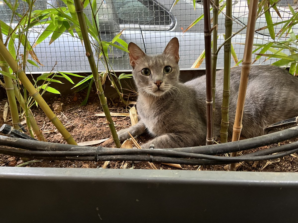 Gm ☀️

Meet Vodka the Cat, my work buddy for the day 🐱