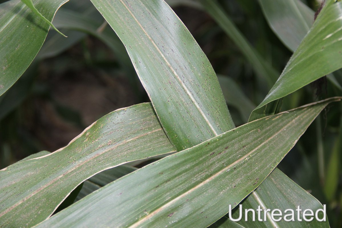 Spot.Less.
Adastrio™ fungicide continues to hold strong against tar spot in this on-farm grower demo in Crawford County, IA. Disease severity increasing in the untreated area. <a href="/FMCAgUS/">FMC Ag US</a>