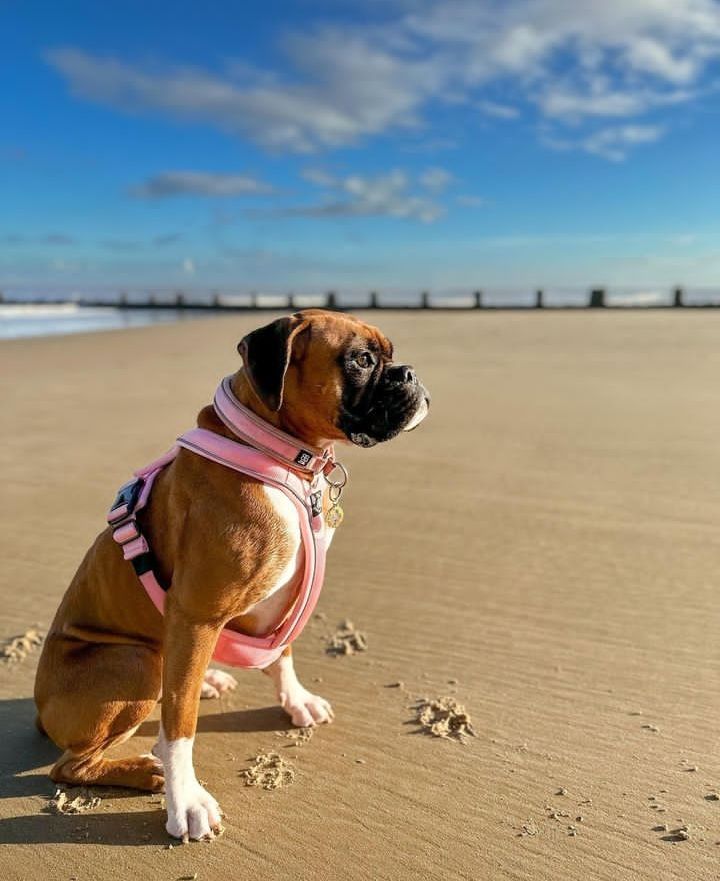 Boxer Lover tweet media