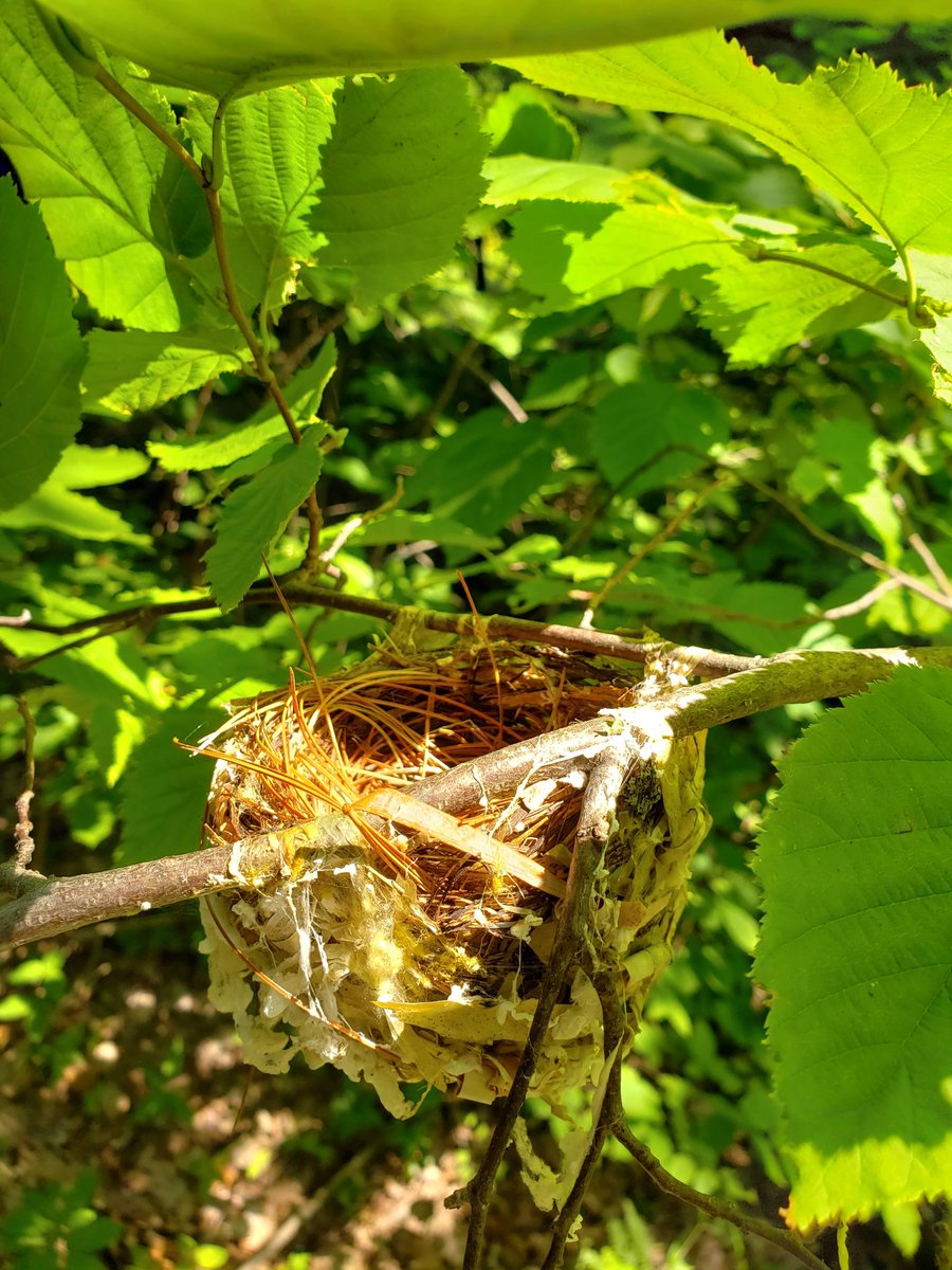 Our new Lake States Coordinator, Christian Nelson, will lead organization and development of Forestry for Minnesota Birds Program. We convened a great group of folks with diverse professional focuses but shared goal of well stewarded forests that enhance breeding bird populations