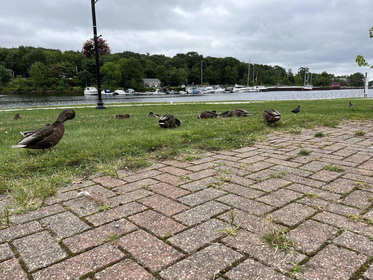 DaveAtCOGS's tweet image. Had a day trip y’day to #Bridgewater, #Lunenburg (books by that @Len_Wagg_photo guy show up all-over-the-place!) &amp;amp; (the ferry at) #Lahave. (Photos: #iPhone13) Just under 300 km and there were two detours around bridges under repair due to flooding in late July