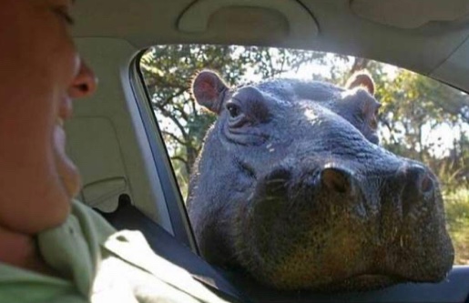 “Psssst, got any marbles?”👀