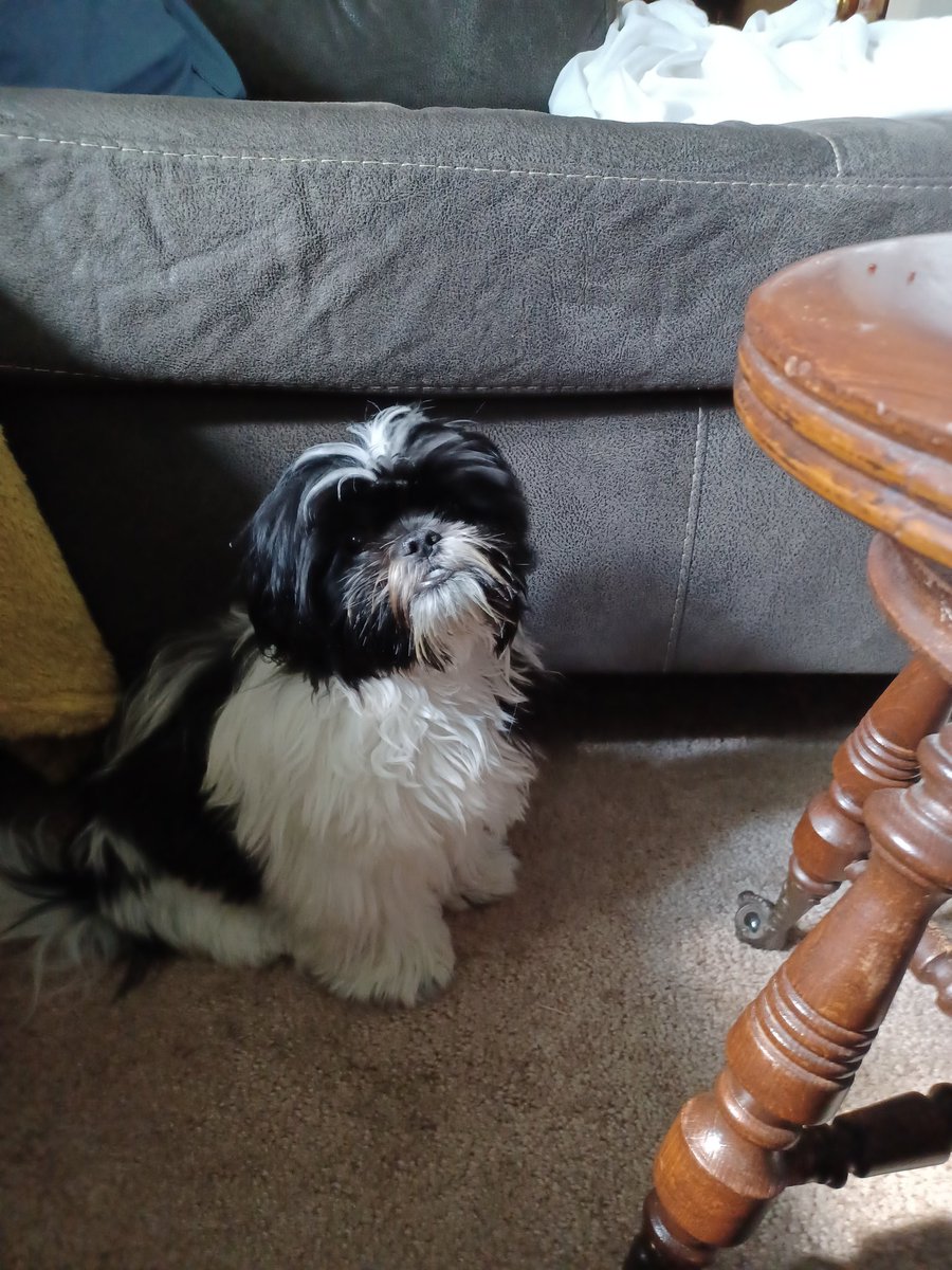 TorturedEves's tweet photo. @Andrinanosleep This is Lulu &amp; he's smiling at u. Just keep looking at him. 🤟 https://t.co/hn2N1EKl9u