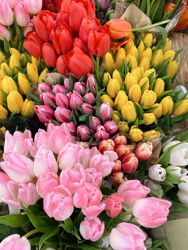 obsessed with tulips