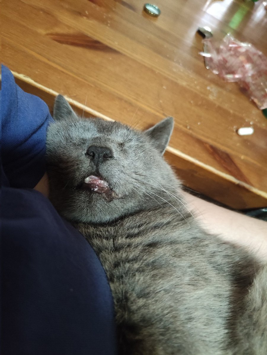 cozzapermalosa's tweet photo. #deepsleep #woke la bellessaaaa di un animale perfetto... https://t.co/Io49XCzryU