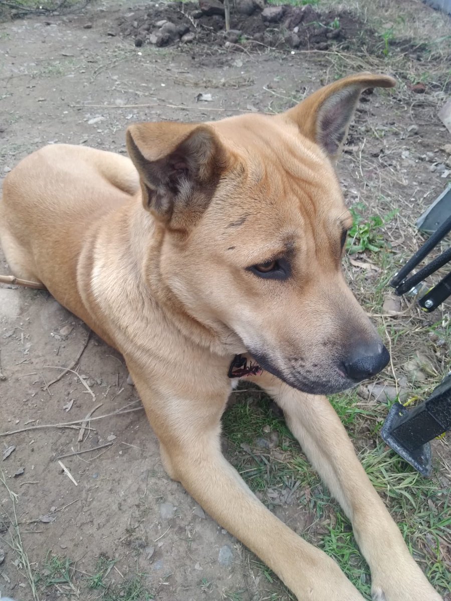 Fundacion_CIMA's tweet photo. Este pobre pequeño fue abandonado x la que se decia su familia... Se cambiaron de casa y lo dejaron atrás, sin importarles su sufrimiento🤬🤬🤬 ayudemos a #difundir para que pronto encuentre una Familia de verdad https://t.co/ao5i5pbN86