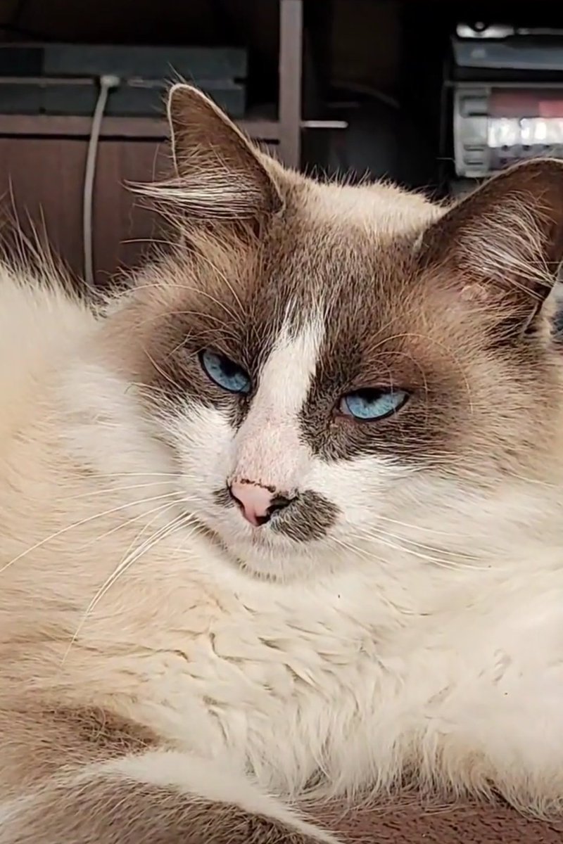 ramasalas's tweet photo. Seguimos buscando a Don Gato, desde el domingo no aparece.

Cualquier info comunicarse al 2233035990

👉 Mar del Plata https://t.co/o8R9QPVy4h