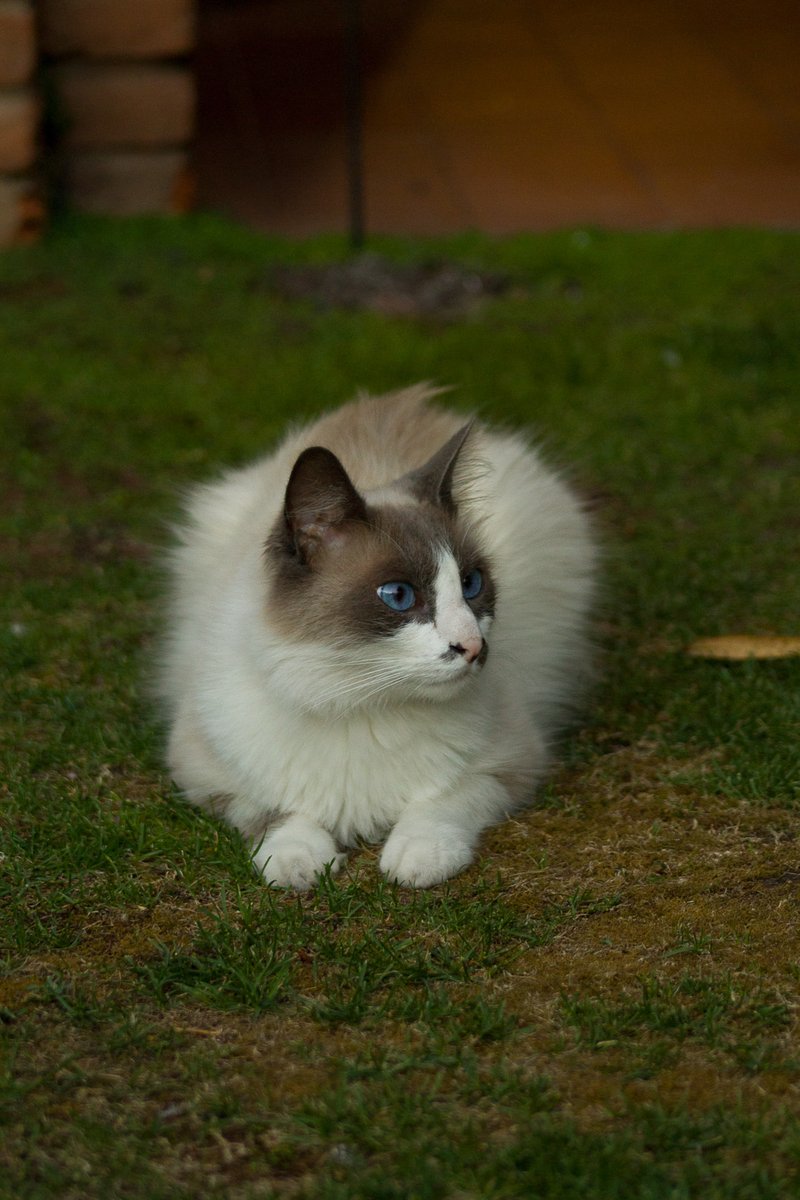 ramasalas's tweet photo. Seguimos buscando a Don Gato, desde el domingo no aparece.

Cualquier info comunicarse al 2233035990

👉 Mar del Plata https://t.co/o8R9QPVy4h