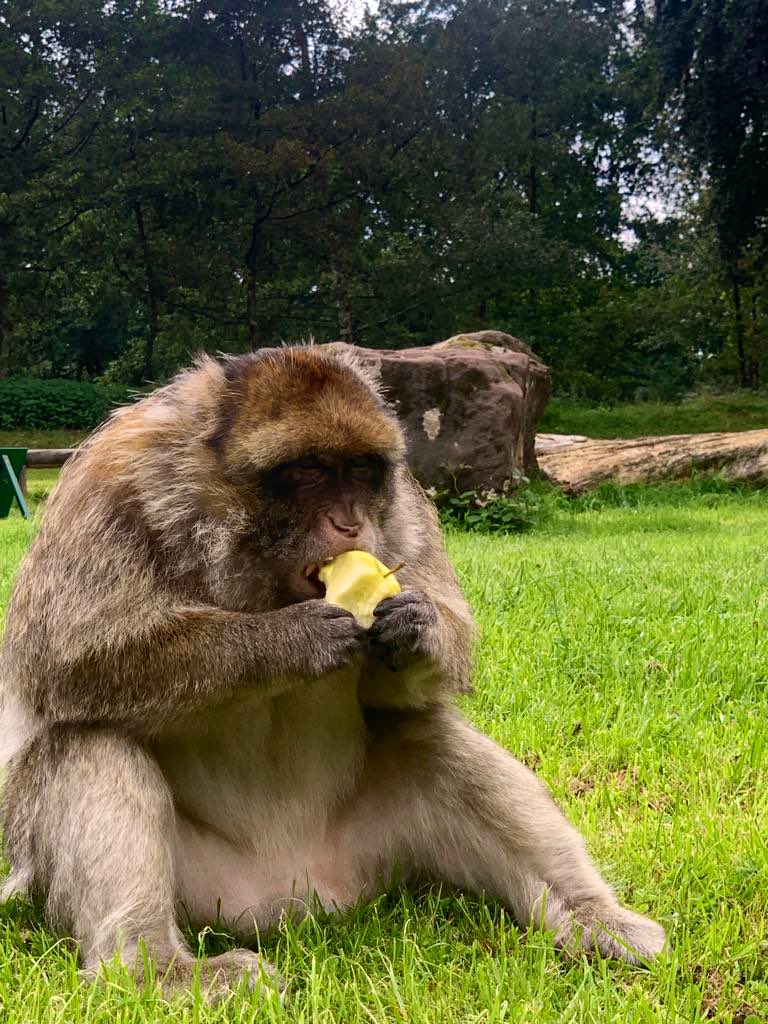 Amazing afternoon out at <a href="/Monkey_Forest/">Trentham Monkey Forest</a> a must visit if you’re around Stoke.