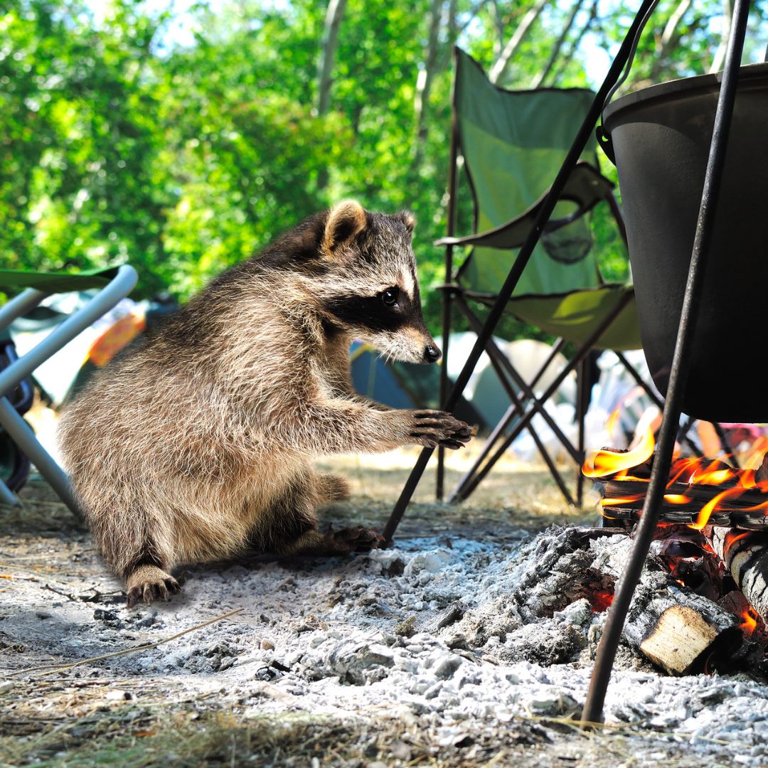 Keep unwanted #wildlife away from your #campsite by tidying up daily. 🦝 #CampingTips