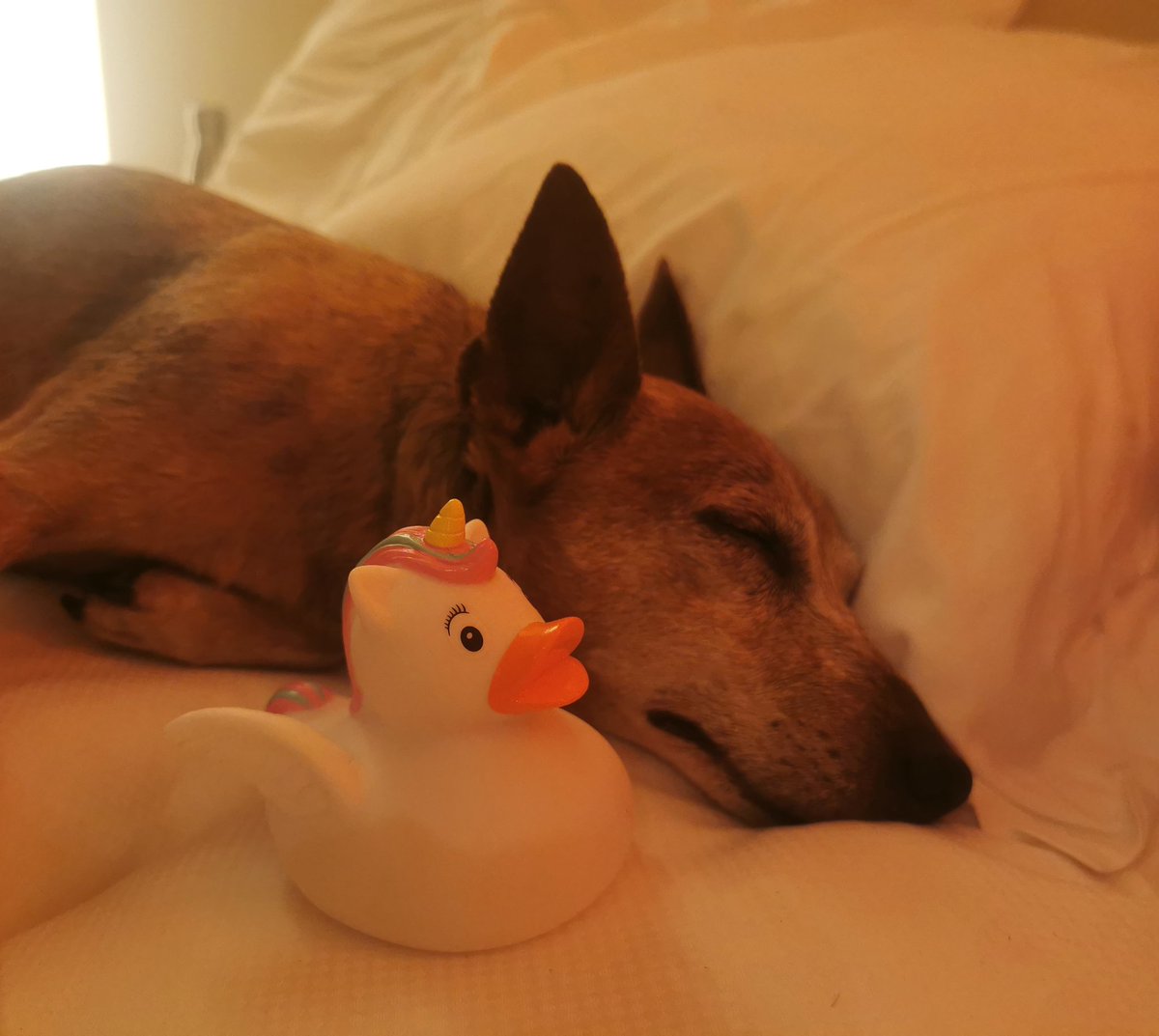 FrdricCostes's tweet image. Le nouvel ami de mon Emir 🥰 #Licorne #Canard