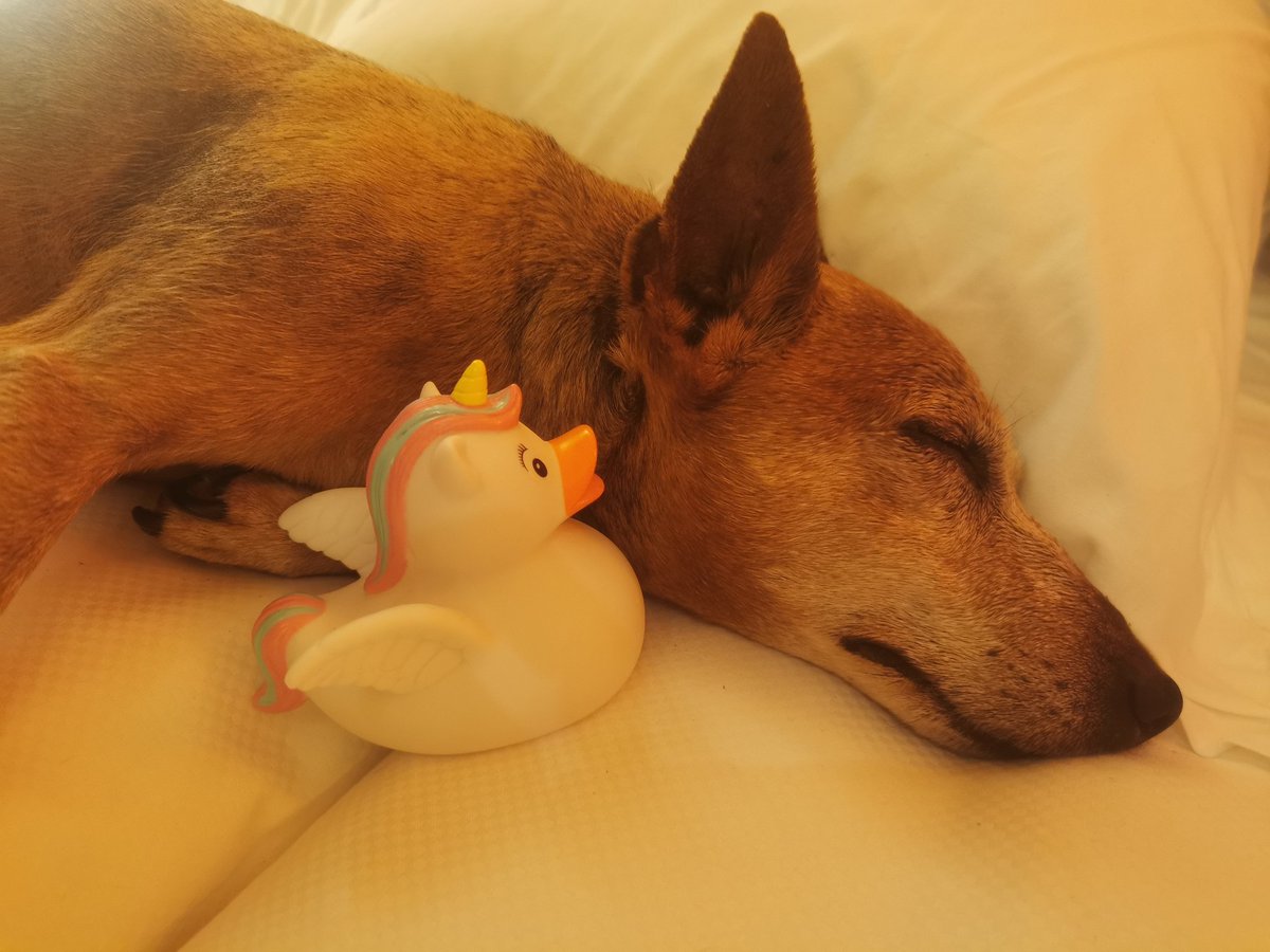 FrdricCostes's tweet image. Le nouvel ami de mon Emir 🥰 #Licorne #Canard