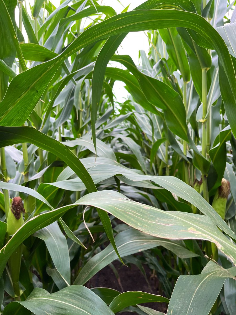 #HaldimandCounty throwing some big yields on #ONYield23 <a href="/Maizex/">Maizex Seeds</a> MZ 3930DBR - 256 bu/ac with 32,500 PPA stands. Green top to bottom and respectably advanced. <a href="/FarmsMarketing/">Risk Management</a> <a href="/alpinepfl/">ALPINE</a>