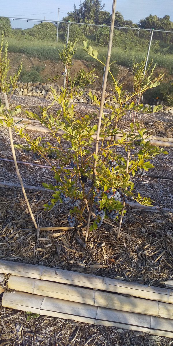 #あーみんの森 #ブルーベリー⁡ #ブルーベリー狩り #千葉県 #佐倉市  #佐倉市ブルーベリー狩り  #千葉県ブルーベリー狩り #千葉県観光スポット  #夏 #夏休み #帰省  #お盆  #お盆休み #観光  #半日観光  #レジャー #京成佐倉駅  #駅から徒歩10分