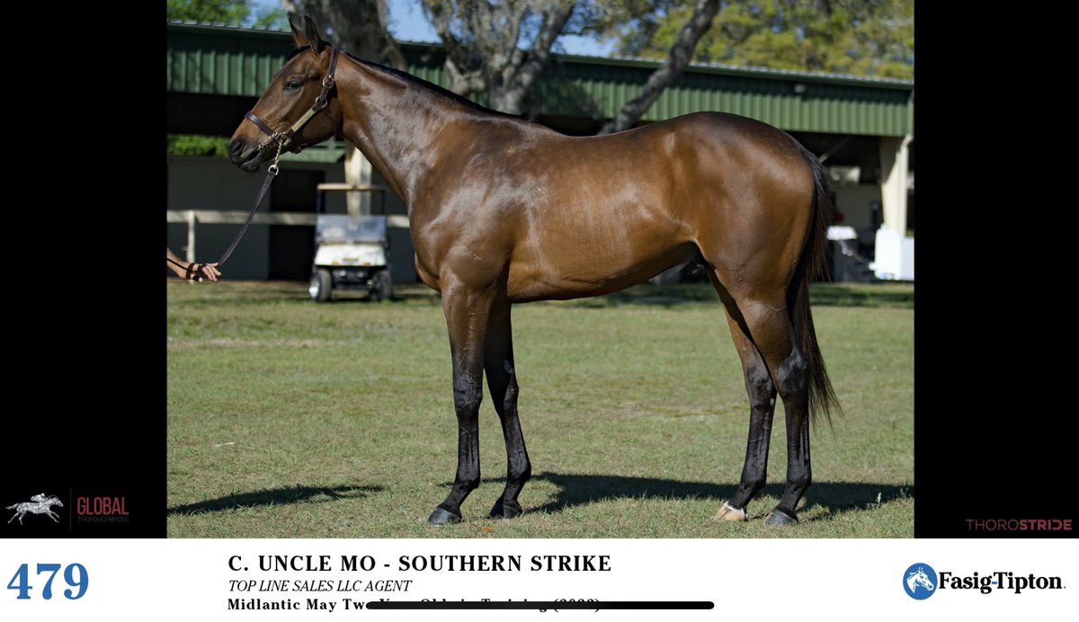 TopLineTBs's tweet image. Congratulations to the connections of Mozlzil #UncleMo @coolmoreamerica. MSW winner! Can’t take much credit for this colt. Global thoroughbreds did all the work we sold him @FasigTiptonCo Maryland and @lanzpedro snatched him up. @FMQ006 @bradcoxracing @GlobalRacing_