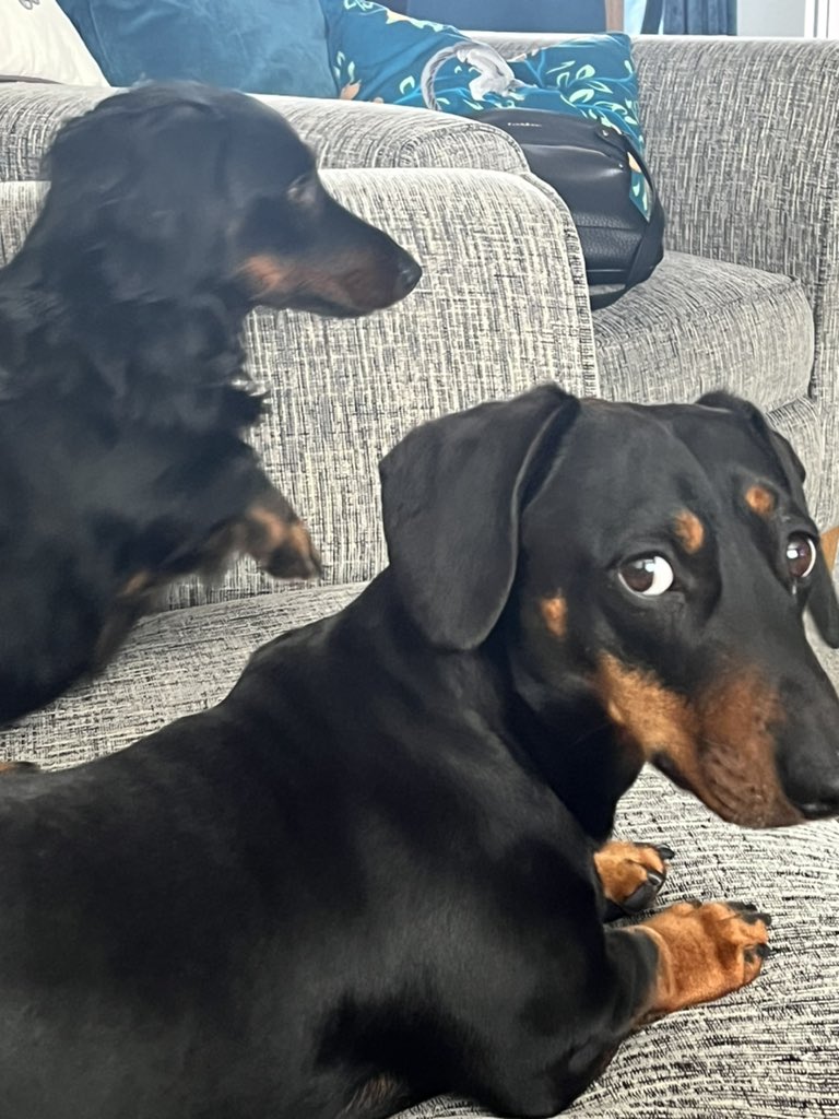 7792_44's tweet image. My beautiful babies