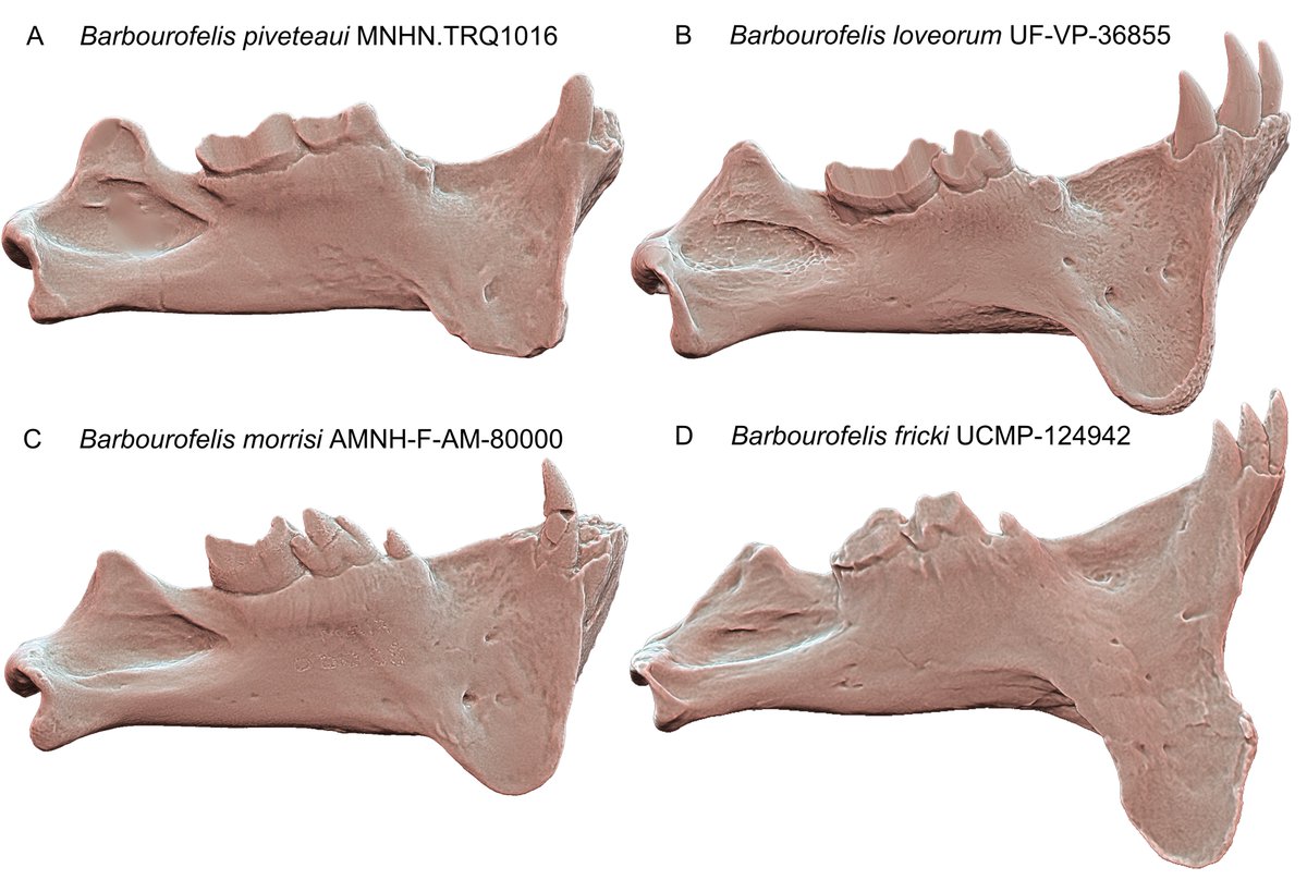 Narimane Chatar tweet media