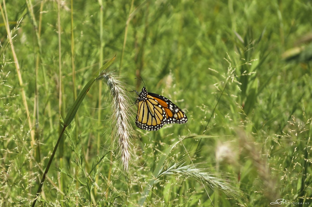 I went back to the new Smolenski Park prairie restoration today. So glad I did! Saw more than 40 butterflies of 5 species. Identified more native plants, Saw lots of dragonflies, bees, a few hawks, and more!