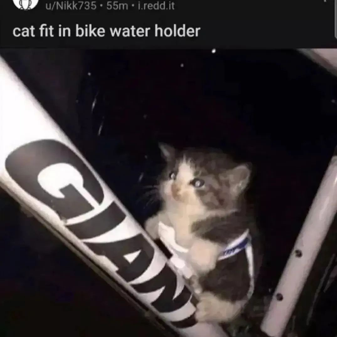 Cat Dealer (@catpicsdealer) on Twitter photo 