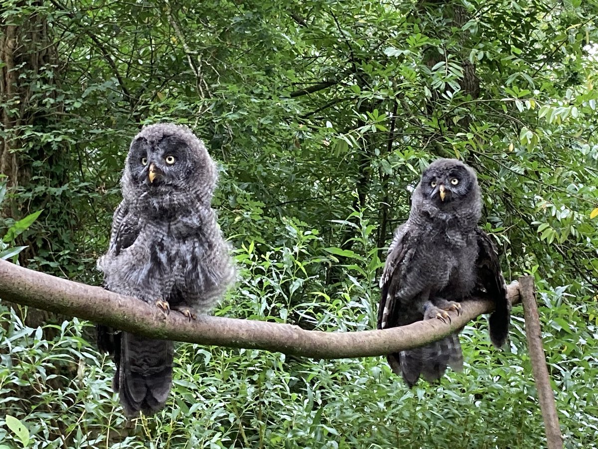 What a fantastic day out. Came across this gem looking for an escape room and came up with the <a href="/mansionofmyste1/">Mansion of Mystery Escape Rooms</a>. After doing a brilliant escape room, we spent the rest of the day looking around the castle, gardens and owl sanctuary. A brilliant place, well worth the visit