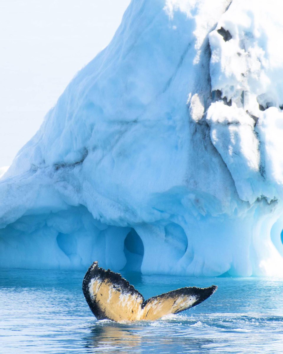 iaato_org's tweet photo. Through the unique global partnership that is the #AntarcticTreaty system, the entire Antarctic continent is formally designated as a ‘natural reserve, devoted to #peaceandscience’. 🇦🇶
©️ @nesbittphotography https://t.co/pbED04C6eS
