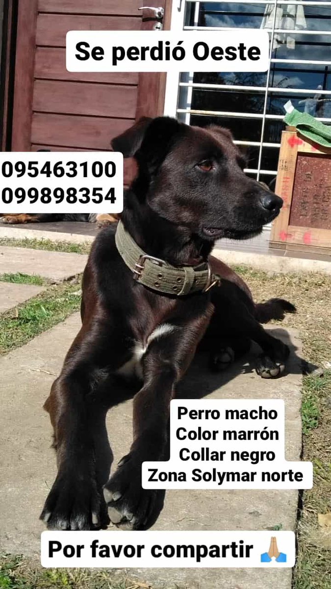 Buscamos al perro de la foto, Se perdió en Solymar. Nos ayudan a difundir 🙏🏼 . <a href="/AnimalesUy/">animales perdidos uy</a> <a href="/ASHcomUY/">Animales sin Hogar</a> <a href="/PerdidosEncont/">Perdidos Encontrados🐾🇺🇾</a>