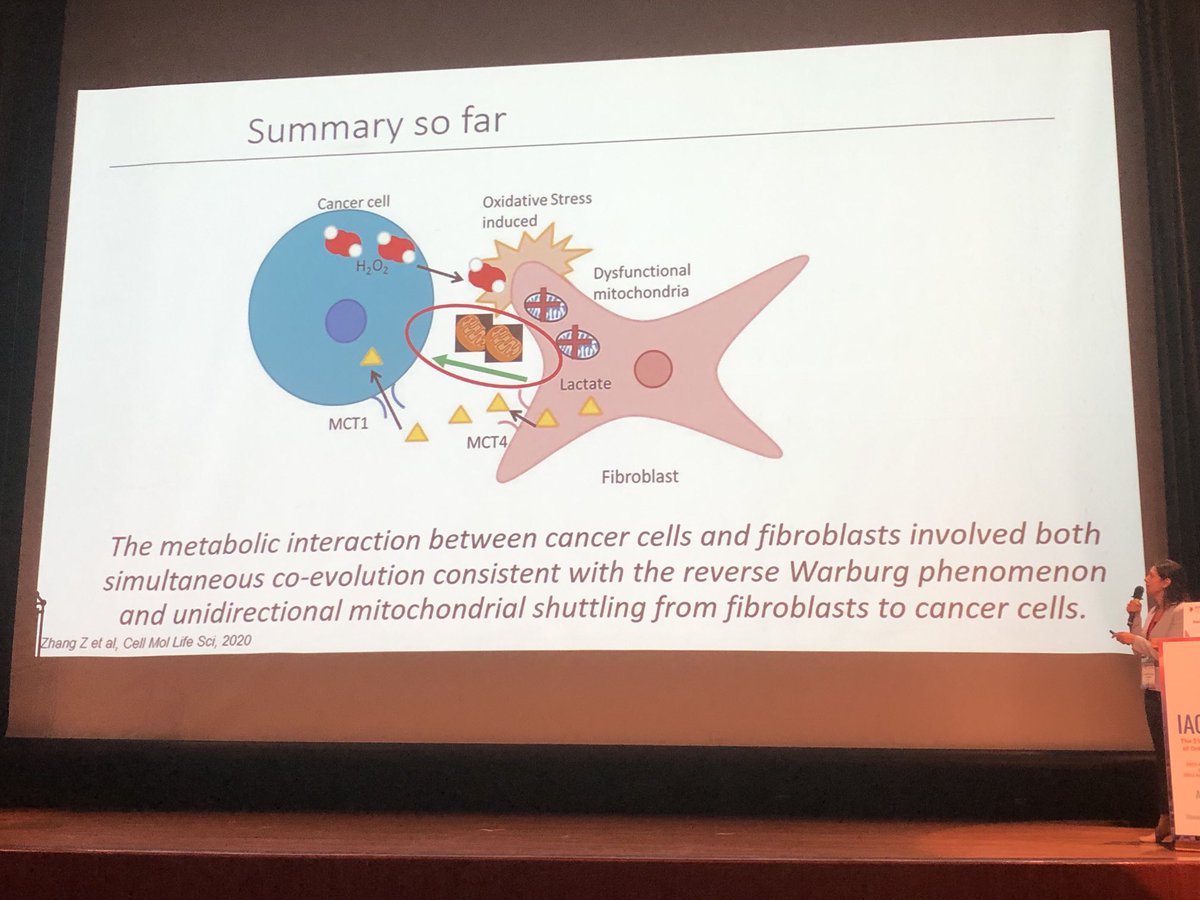The research talks are excellent in #IAOP2023 ! 
Antoher great and clear presentation  on ‘metabolic interactions between oral cancer cells and stromal fibroblasts’ by Prof. Daniela Elena Costea! #oralpath