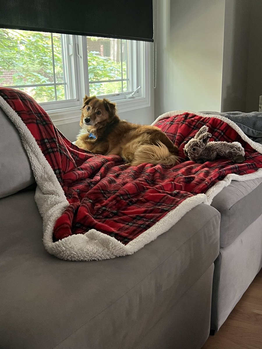 mara_calv's tweet photo. @brianne2k Guess who’s back. Back again. Mara and Zeke are back. And we’re so excited! #PopChat but make it #PupChat in Chicago! https://t.co/sD5yfSgbsB