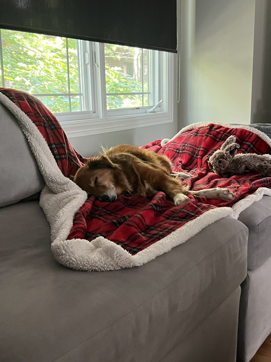 mara_calv's tweet photo. @brianne2k Guess who’s back. Back again. Mara and Zeke are back. And we’re so excited! #PopChat but make it #PupChat in Chicago! https://t.co/sD5yfSgbsB