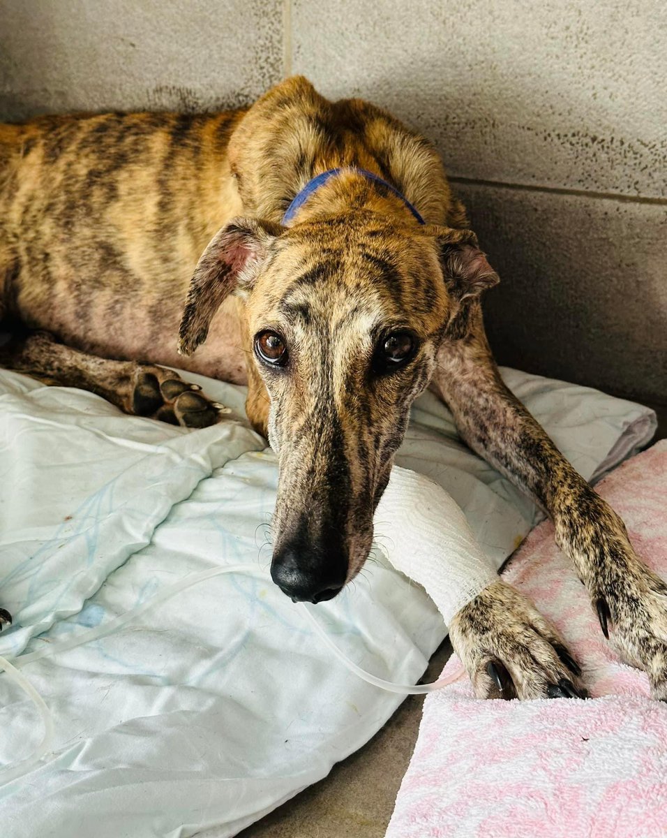 Dreadful news today. Louise has gone downhill. Her kidneys are failing &amp; next 24hrs are crucial. I was so glad to be proven wrong when I initially felt she wouldn’t make it… when she left the vets I thought the fight was over. Clearly It isn’t over yet 😞 Come on Louise ❤️