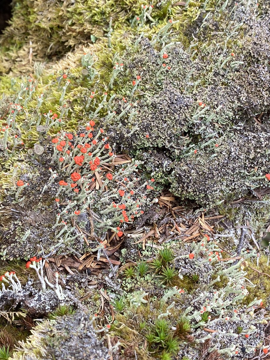 whatsthat's tweet image. 