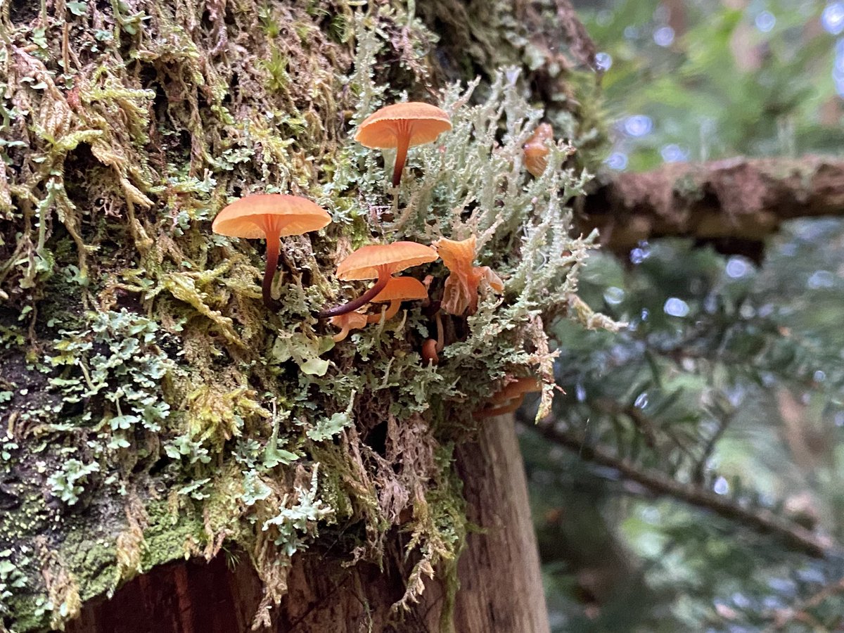 whatsthat's tweet image. 