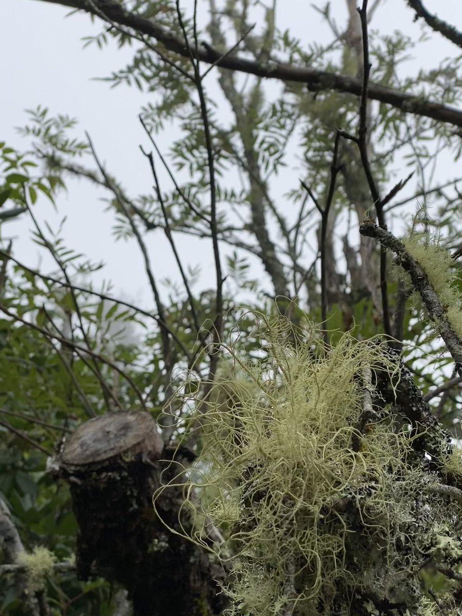 whatsthat's tweet image. 