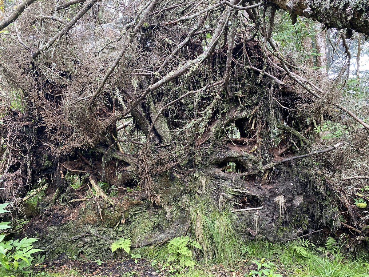 whatsthat's tweet image. 