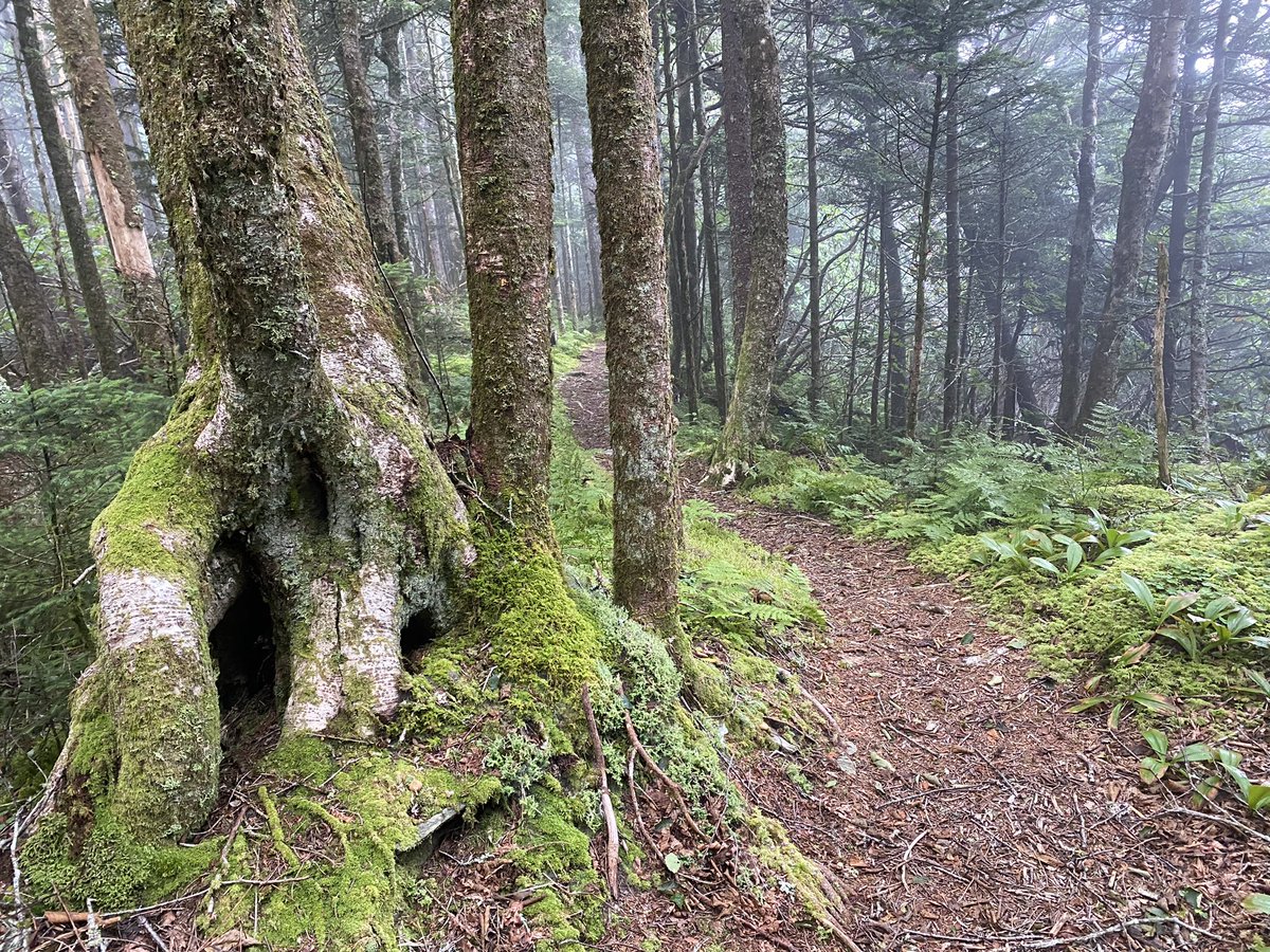 whatsthat's tweet image. 